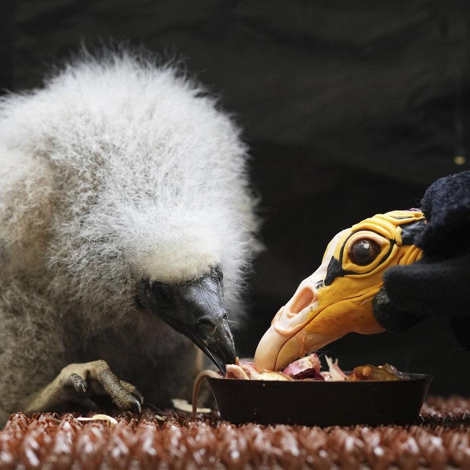 Zookeepers in Prague turn into puppeteers to save baby vultures